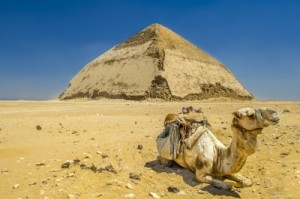 Camel in front of a pyramid