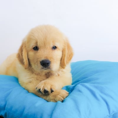 puppy on a blue pillow