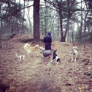 emily hayward, dog training in the forest