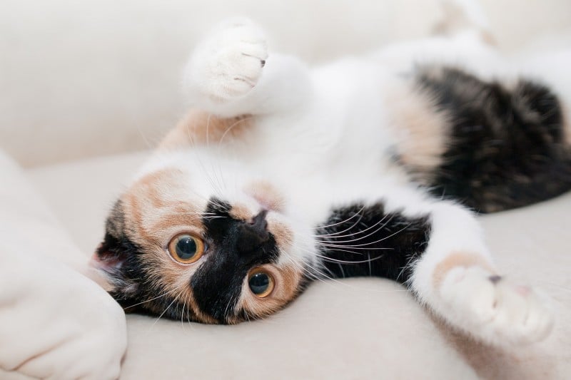 Should I Get a Cat? The Real Financial Cost of Owning a Pet