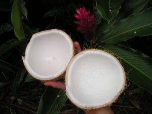 coconut split in half food to be beautiful