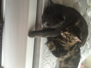 two cats cuddling on a bed