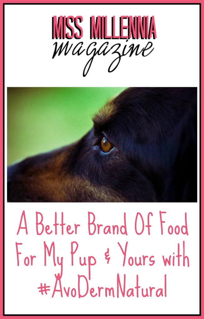  A Better Brand Of Food For My Pup 
