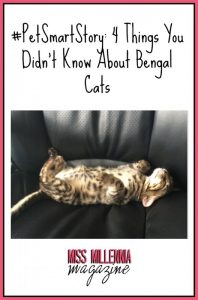 Bengal cats