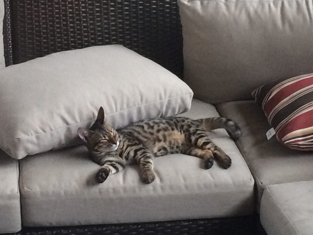 bengal cat napping on couch