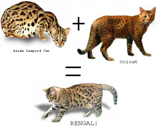 bengal cats breed chart
