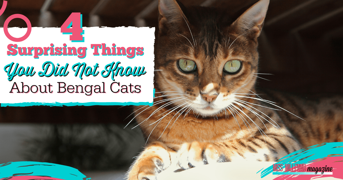 4 Surprising Things You Did Not Know About Bengal Cats