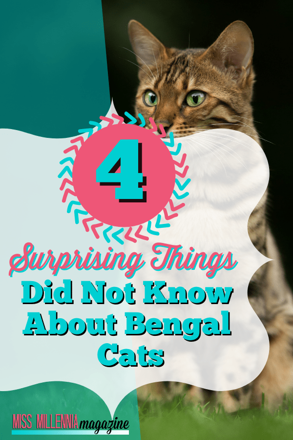 4 Surprising Things You Did Not Know About Bengal Cats