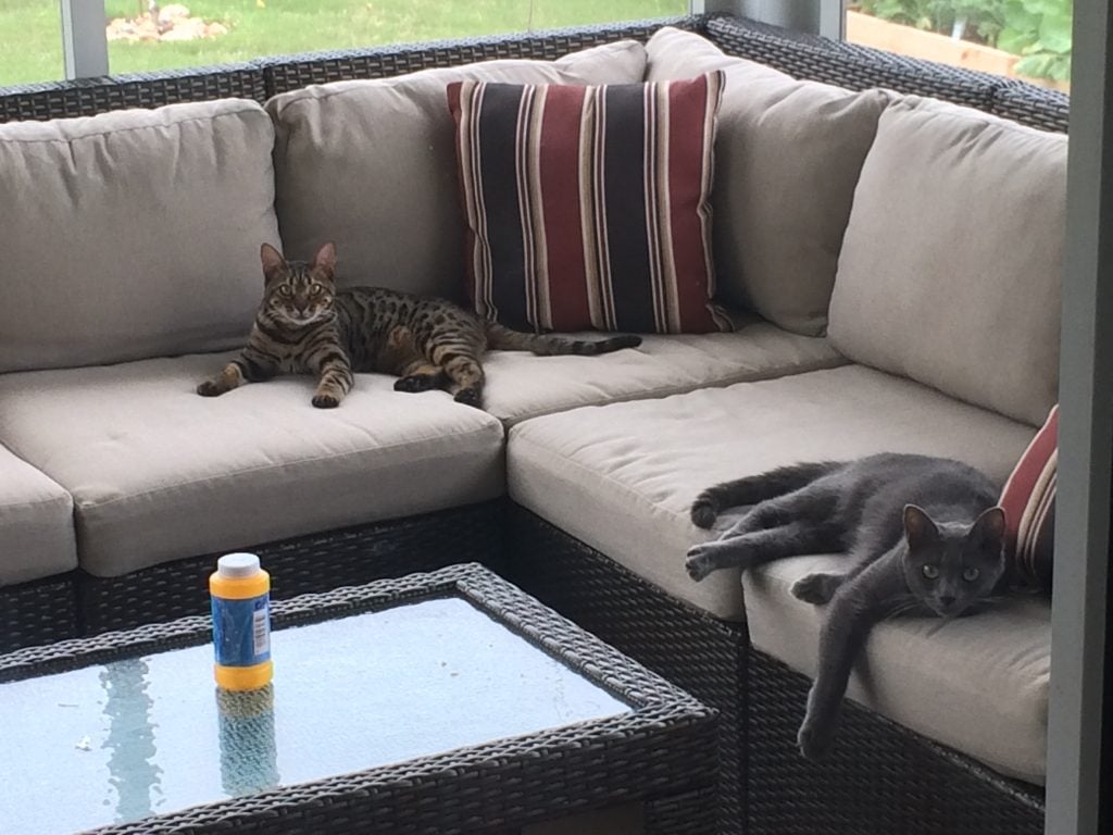 My Cats hanging out on the patio area