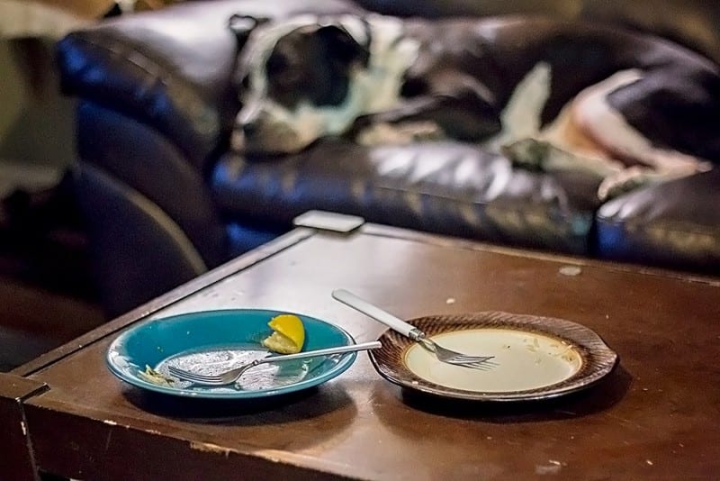 empty plates sitting on table showing cooking skills with dog in background