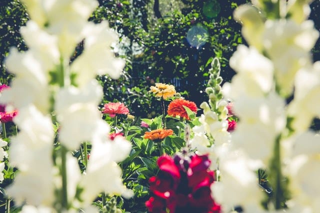 Flower garden with closeup on white flowers