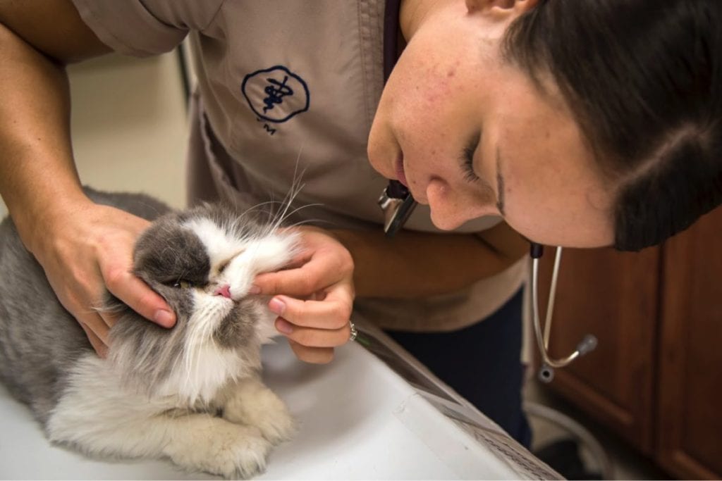 veterinarian checking cat's teeth