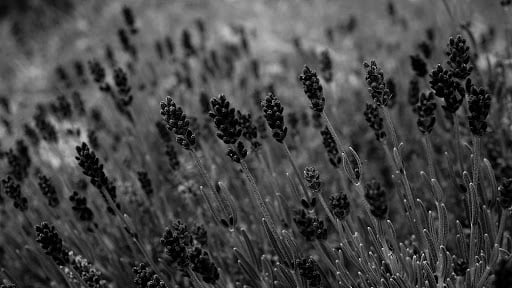 black and white field of flowers