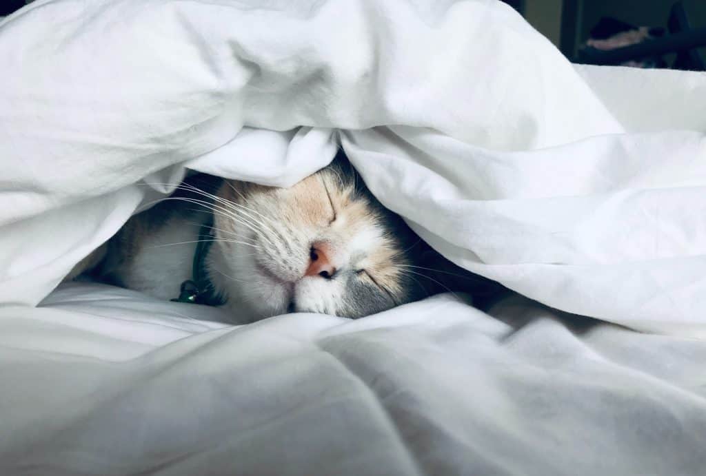 A cat sleeping in a blanket