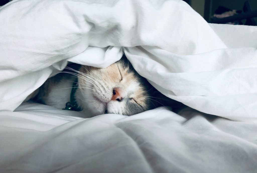 A kitten sleeping under a white blanket