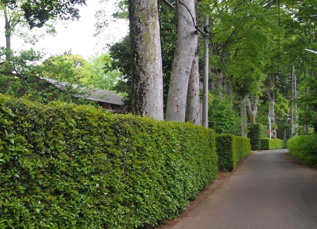 hedges are a simple and classic way to create shade 