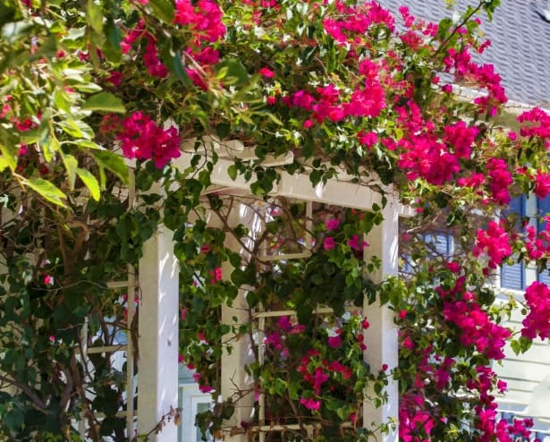 dress up your trellis with flowers