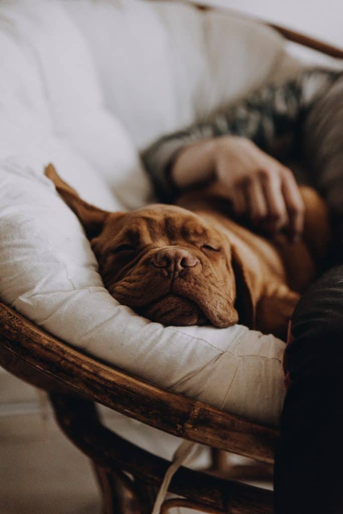 Humans are not the only ones who needs good sleep