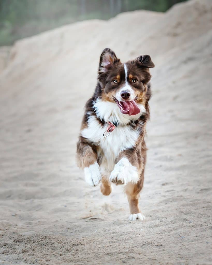 Having plenty of exercise can keep our furry friends happy--and keep us healthy! 