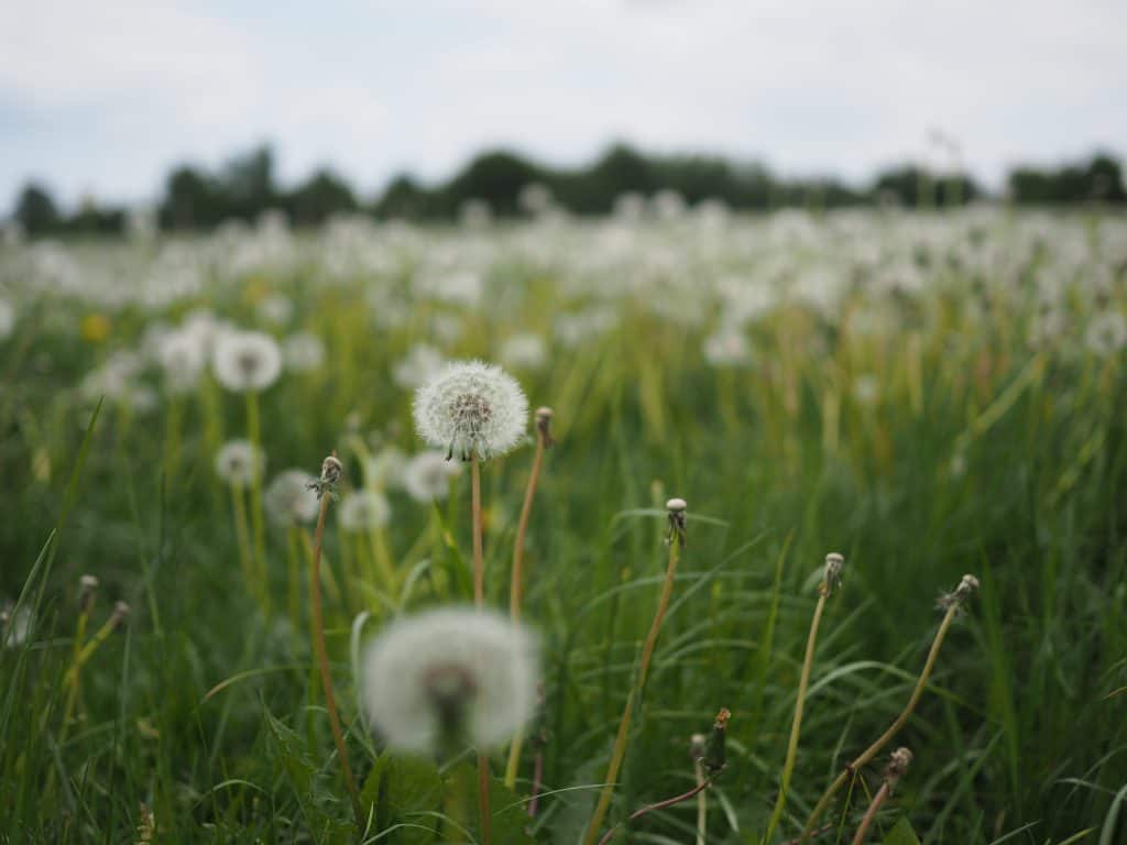 Planning a funeral for a loved one can be complex and emotional. To help simplify the process, here are tips on how to plan a funeral.