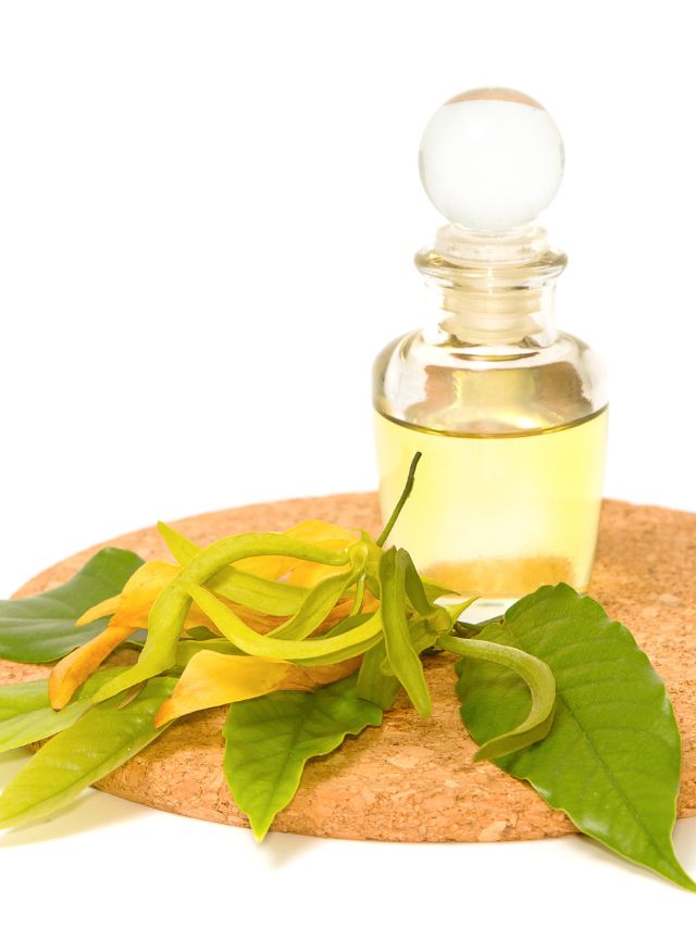 5 Ylang Ylang Essential Oil Benefits You Can Enjoy