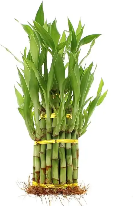 NW Wholesaler - Lucky Bamboo 3 Tier Tower with 39 Bamboo Stalks with 2 Free Bottles of Bamboo Fertilizer