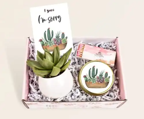Gift for Women - I SUCC I'm Sorry Succulent - Apology Gift Box - Sunshine - Regrets Gift - I'm Sorry Gift - Apology - Apology Gift Ideas (XBE3)