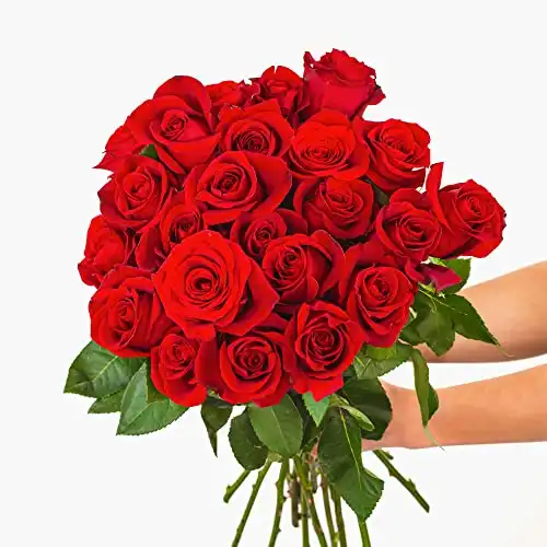 Red Roses - 24 Long Stems, Red Rose, Hand-Tied in Eco-friendly Wrap, with Personalized Gift Card Message, Vase Not Included- BloomsyBox
