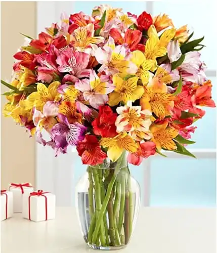 BloomsyBox: 24 Multicolored Alstroemeria Bouquet Flowers, Two Dozen, Long Lasting & Hand-Tied, Farm Fresh Cut Flowers Bouquet, birthday flowers,anniversary Flowers | No Vase
